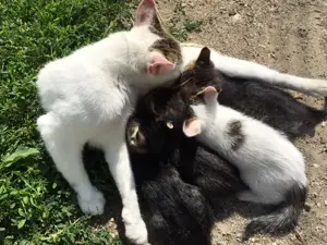 Donez pisici varsta 5 saptamani