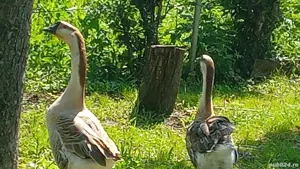 vănd schimb găste chinezești  - imagine 2