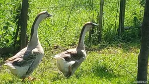 vănd sau schimb găste chinezești