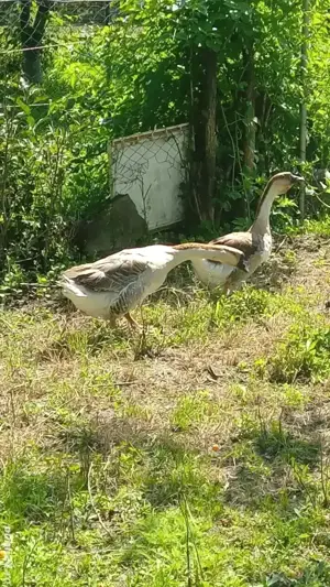 vănd schimb găste chinezești  - imagine 4