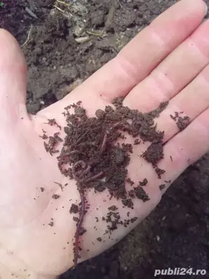 vănd urgent  răme rosi BIO100%LA MIE