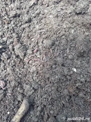 vănd răme rosi de bălegar - imagine 2