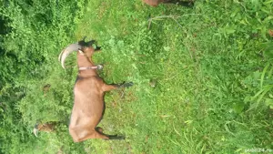 vand capre alpine - imagine 3 vand capre alpine - imagine 3