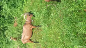 vand capre alpine - imagine 5 vand capre alpine - imagine 5