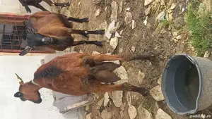 vand capre alpine - imagine 2 vand capre alpine - imagine 2