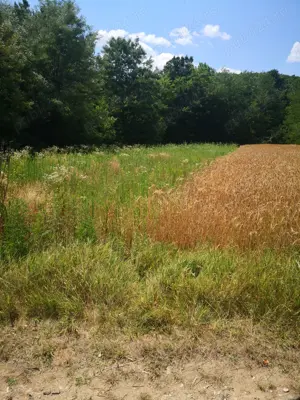 Teren 6147 arabil - imagine 3