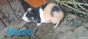 Porcusori de guineea  - imagine 2