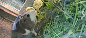 Porcusori de guineea  - imagine 3