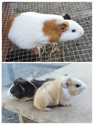 Porcusori de guineea  - imagine 5