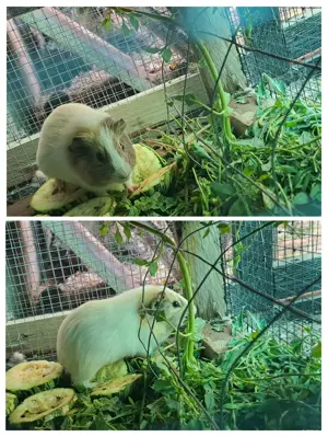 Porcusori de guineea  - imagine 4