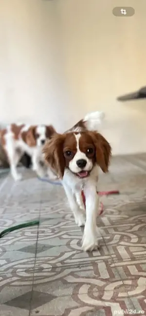 Mascul Cavalier king charles superb.  - imagine 2 Mascul Cavalier king charles superb.  - imagine 2