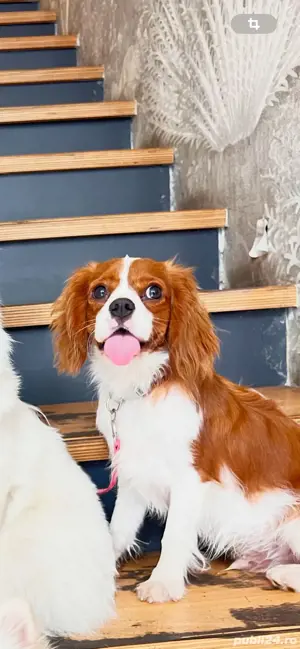 Mascul Cavalier king charles superb. 