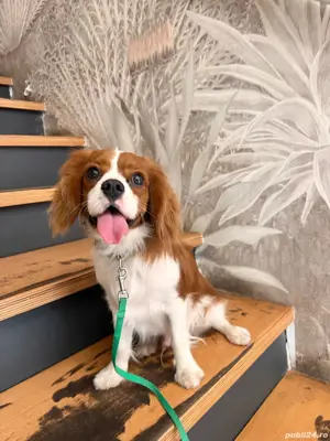 Mascul Cavalier king charles superb.  - imagine 3 Mascul Cavalier king charles superb.  - imagine 3