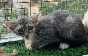 Pisicuta metis British Shorthair pui, gratuit