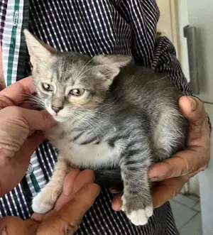 Pisicuta metis British Shorthair pui, gratuit - imagine 2