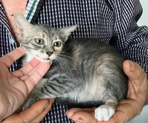 Pisicuta metis British Shorthair pui, gratuit - imagine 3