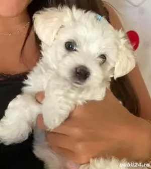 Vand bichonel mini toy baietel 6 saptamani