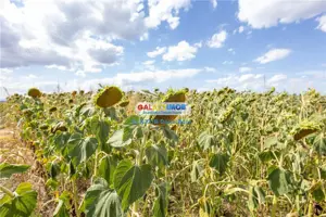 Teren agricol extravilan 2.6 ha - 26.000 mp - Valcelele, Buzau - imagine 16