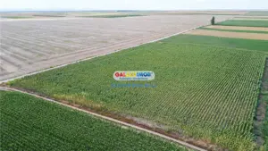 Teren agricol extravilan 2.6 ha - 26.000 mp - Valcelele, Buzau - imagine 14