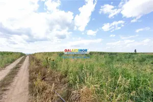 Teren agricol extravilan 2.6 ha - 26.000 mp - Valcelele, Buzau - imagine 10