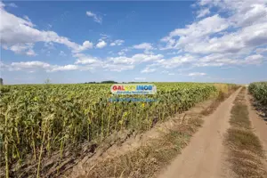 Teren agricol extravilan 2.6 ha - 26.000 mp - Valcelele, Buzau - imagine 11