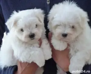 bichon maltez alb de talie mica 