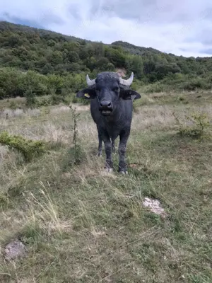 Tauri de bivol cu certificat de origine - imagine 2