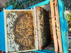 Vând 4 familii de albine 