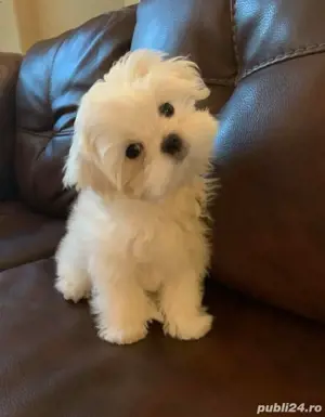 bichon maltez alb talie mica
