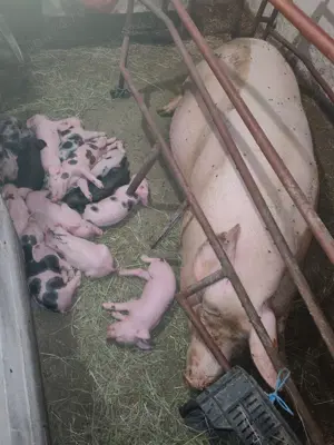 Scroafă cu 10 purcei de vânzare  - imagine 5