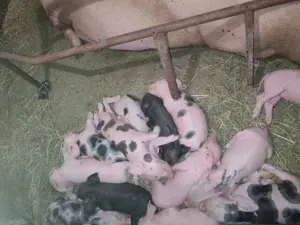 Scroafă cu 10 purcei de vânzare  - imagine 2