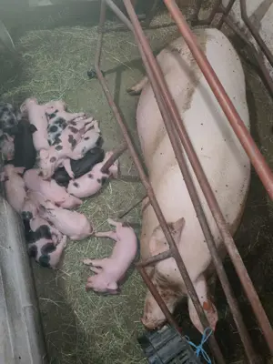 Scroafă cu 10 purcei de vânzare  - imagine 3