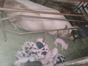 Scroafă cu 10 purcei de vânzare 