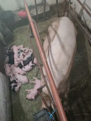 Scroafă cu 10 purcei de vânzare  - imagine 4