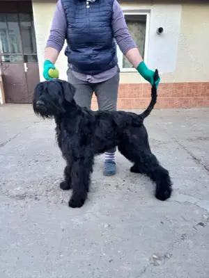 Mascul Schnauzer uriaș cu pedigree  - imagine 3 Mascul Schnauzer uriaș cu pedigree  - imagine 3