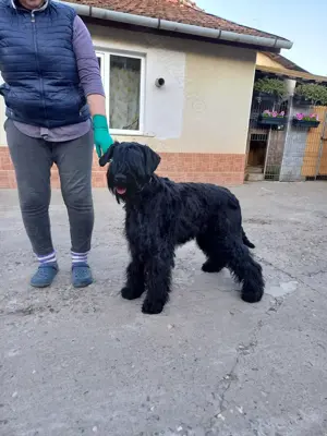 Mascul Schnauzer uriaș cu pedigree  - imagine 4 Mascul Schnauzer uriaș cu pedigree  - imagine 4