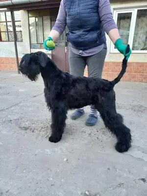 Mascul Schnauzer uriaș cu pedigree 