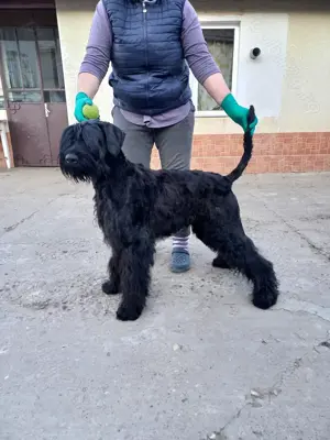 Mascul Schnauzer uriaș cu pedigree  - imagine 2 Mascul Schnauzer uriaș cu pedigree  - imagine 2