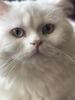 Motan british superb 11 luni