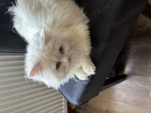 Motan british superb 11 luni  - imagine 2