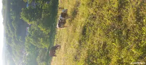 vaca de vanzare  4ani