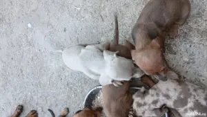 vând pui teckel din parint cu abilitati ,arbitrați mai multe detali  la tel - imagine 2 vând pui teckel din parint cu abilitati ,arbitrați mai multe detali  la tel - imagine 2