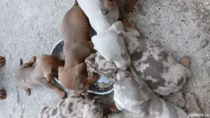 vând pui teckel din parint cu abilitati ,arbitrați mai multe detali  la tel