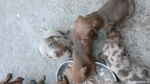 vând pui teckel din parint cu abilitati ,arbitrați mai multe detali  la tel - imagine 4 vând pui teckel din parint cu abilitati ,arbitrați mai multe detali  la tel - imagine 4