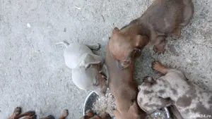 vând pui teckel din parint cu abilitati ,arbitrați mai multe detali  la tel - imagine 3 vând pui teckel din parint cu abilitati ,arbitrați mai multe detali  la tel - imagine 3