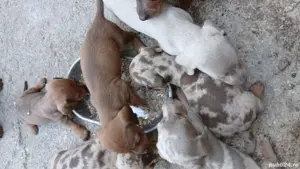 vând pui teckel din parint cu abilitati ,arbitrați mai multe detali  la tel - imagine 5 vând pui teckel din parint cu abilitati ,arbitrați mai multe detali  la tel - imagine 5