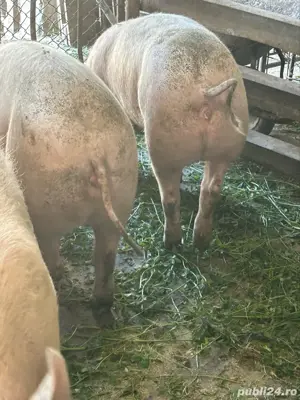 Vând porci 130 kg - imagine 2