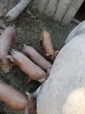 Purcei 30 kg rasa duroc