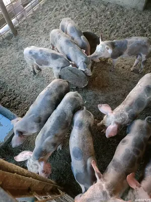 Purcei de carne!  - imagine 2