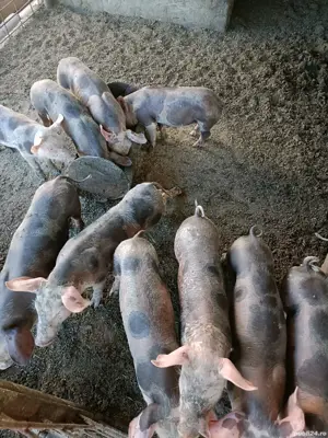 Purcei de carne!  - imagine 3